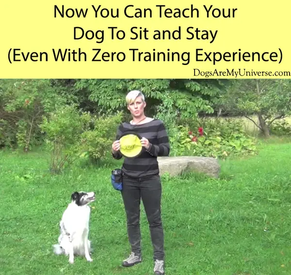 Now You Can Teach Your Dog To Sit and Stay (Even With Zero Training Experience)