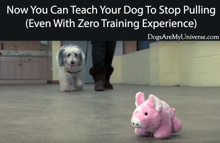 Now You Can Teach Your Dog To Stop Pullilng (Even With Zero Training Experience)