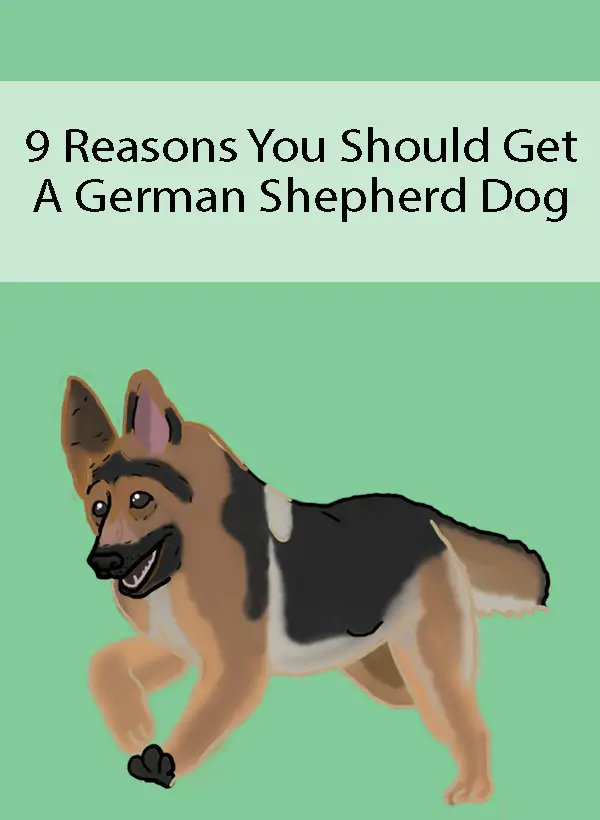9 Reasons You Should Get A German Shepherd Dog