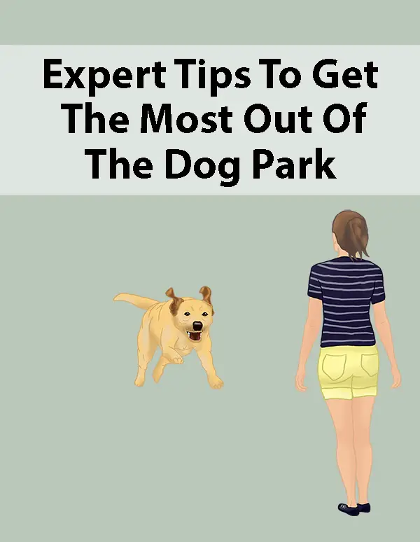 Expert Tips To Get The Most Out Of The Dog Park
