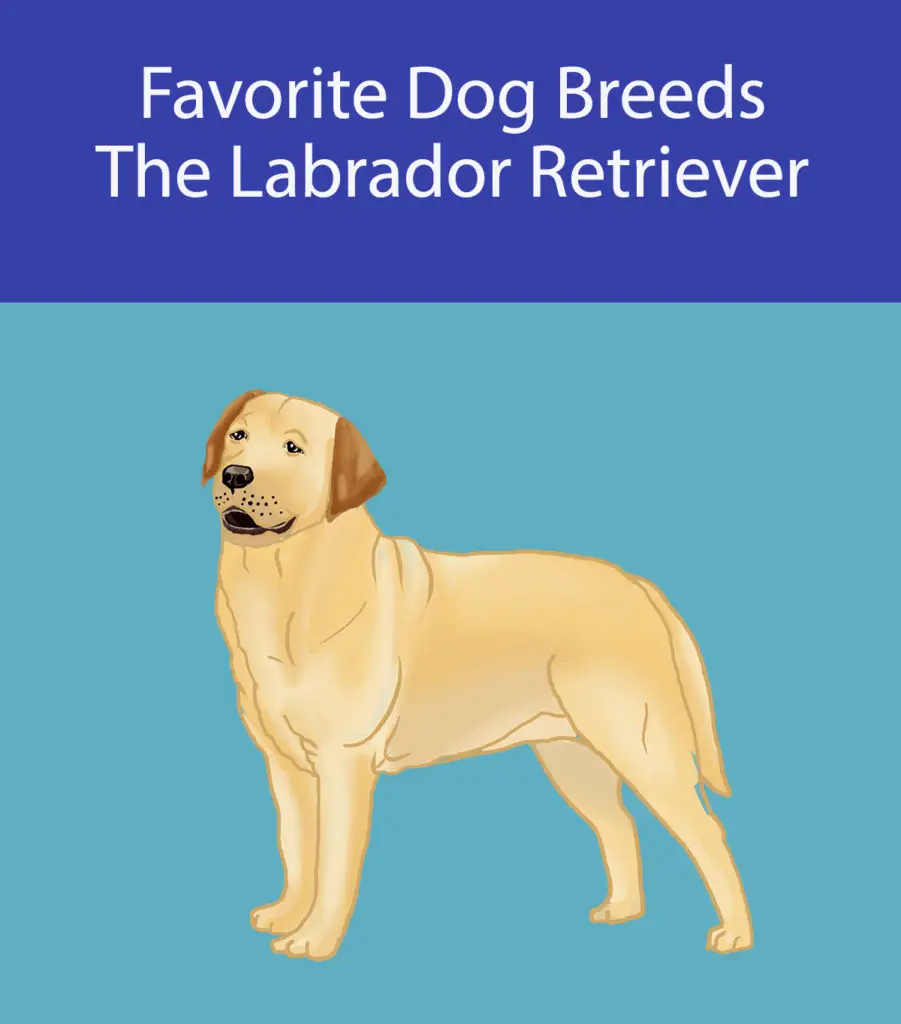 Labradors 101 – Interesting Facts About The Most Popular Dog In The US