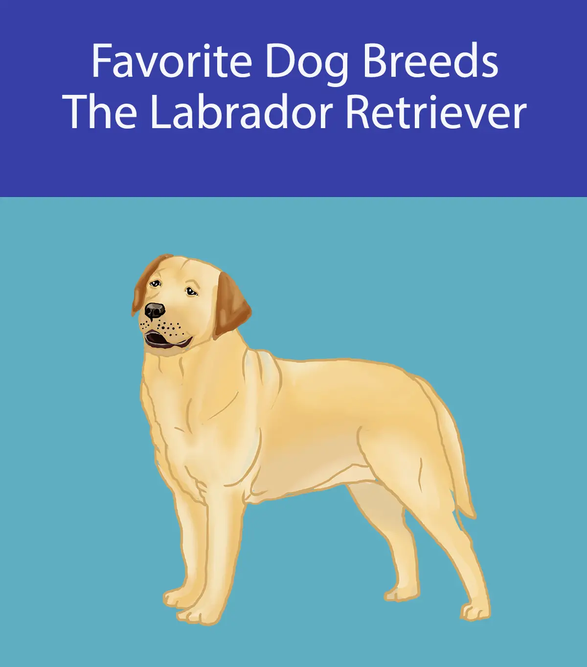 Favorite Dog Breeds - The Labrador Retriever