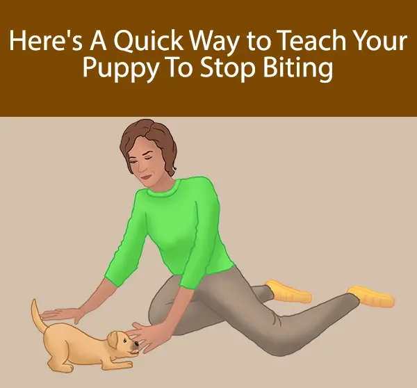 Here's A Quick Way to Teach Your Puppy To Stop Biting