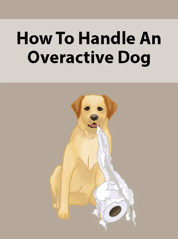How To Handle An Overactive Dog