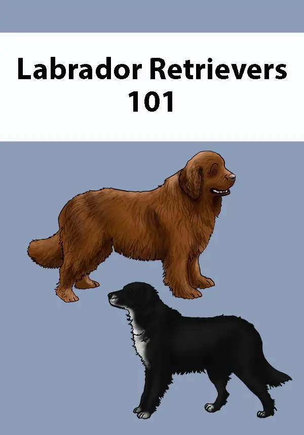 Labrador Retrievers 101