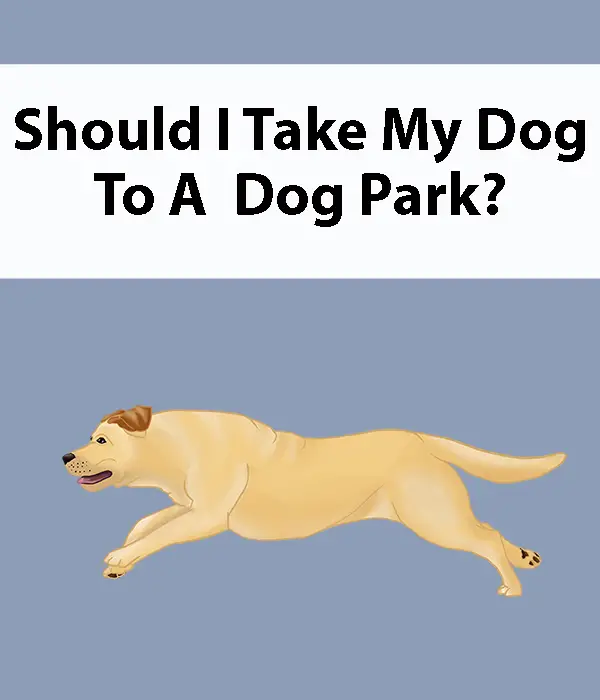 Should I Take My Dog To A Dog Park
