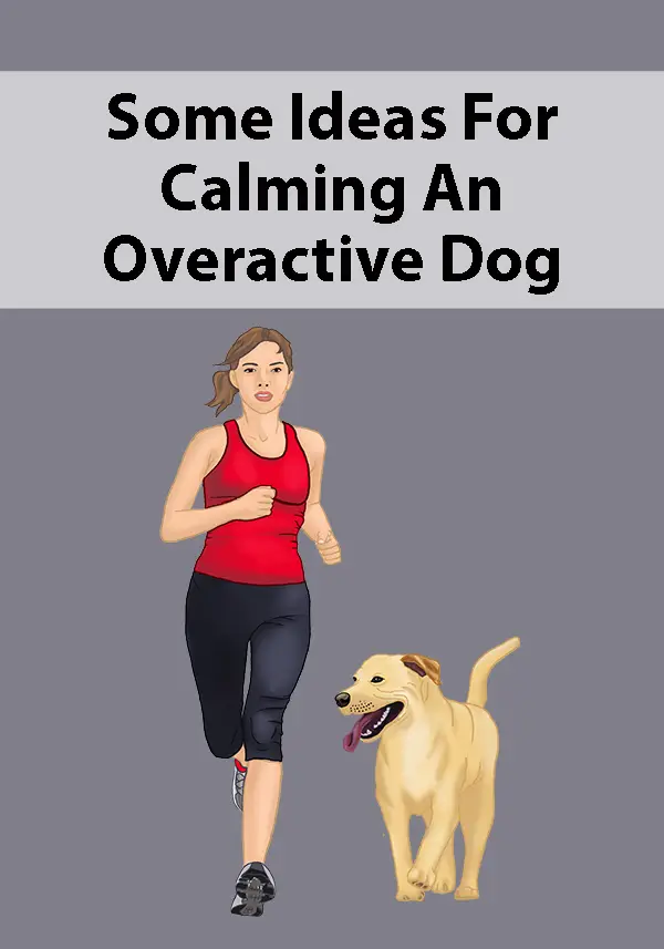 Some Ideas For Calming An Overactive Dog