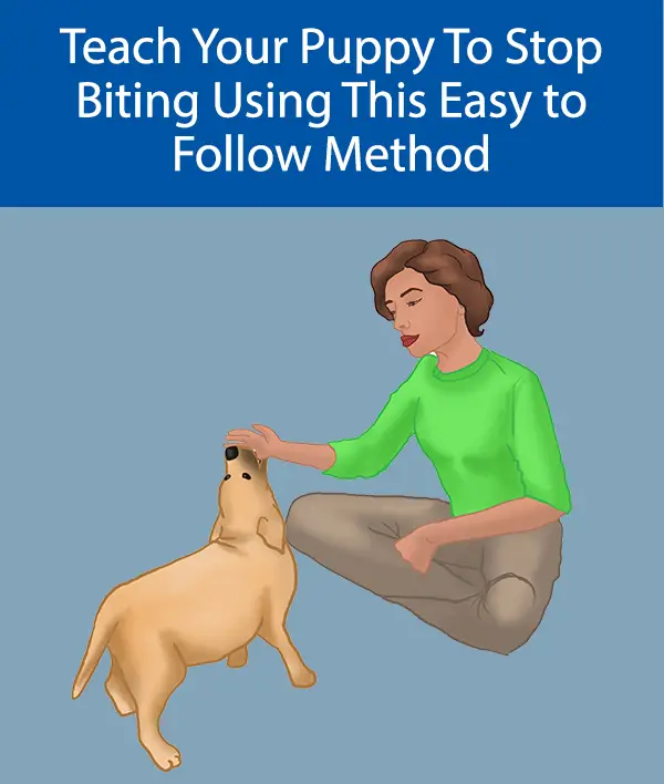 Teach Your Puppy To Stop Biting Using This Easy to Follow Method