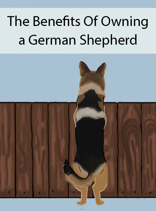 The Benefits Of Owning a German Shepherd