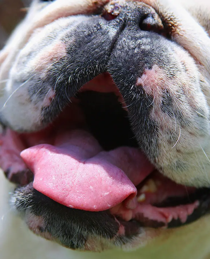 What Causes Bad Breath In Dogs