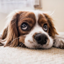Keeping Your Dog Happy When He Is Left Alone