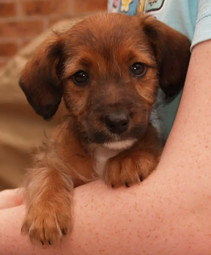 How Long To Potty Train An 8 Week Old Puppy