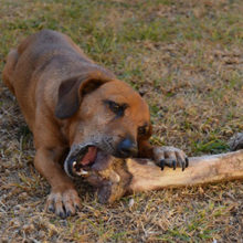 Why Do Dogs Bury Bones?