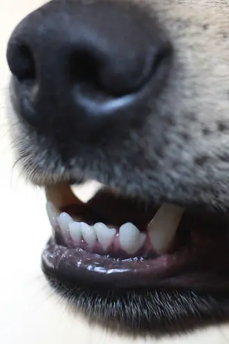 Dogs Dental Problem