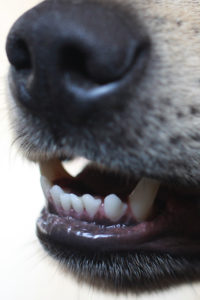 Dogs Dental Problems