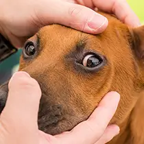 Common Eye Problems in Dogs