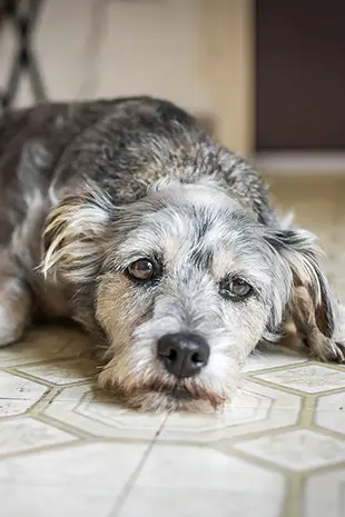 How Can You Tell If Your Dog Is Stressed A