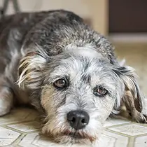 How Can You Tell If Your Dog Is Stressed