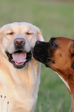 How to Make Your Dog Get Along With Other Dogs