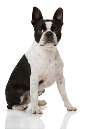 Boston Terrier Breed Information