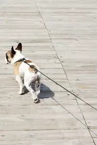 Dog On Retractable Leash