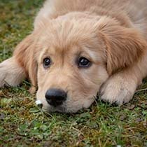 How Much Does It Cost To Board A Dog?