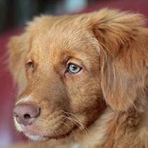Do Dogs Have Feelings?