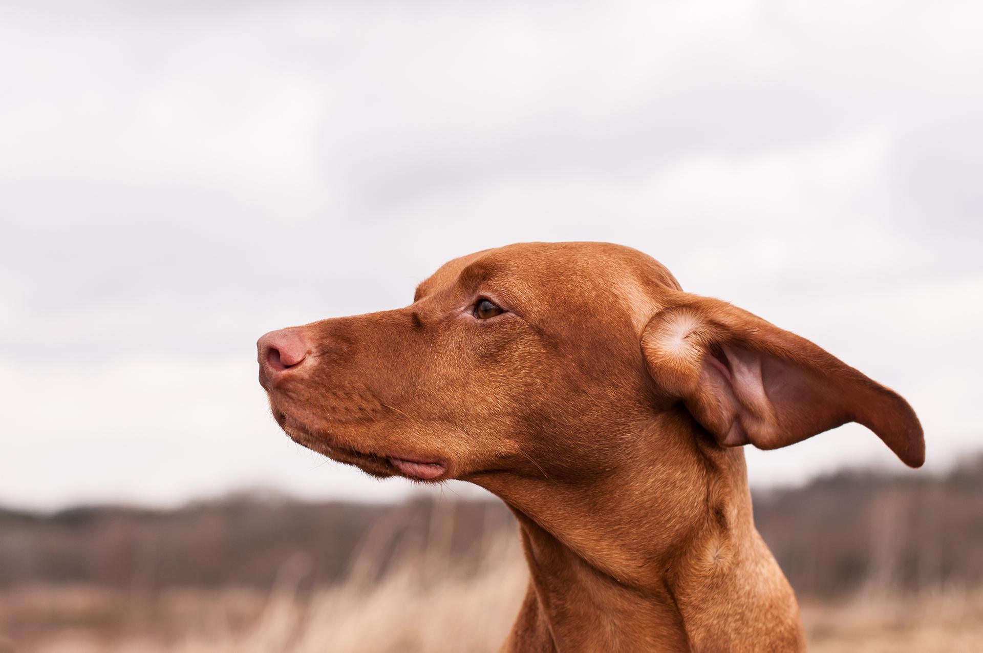 a dog with its ears back