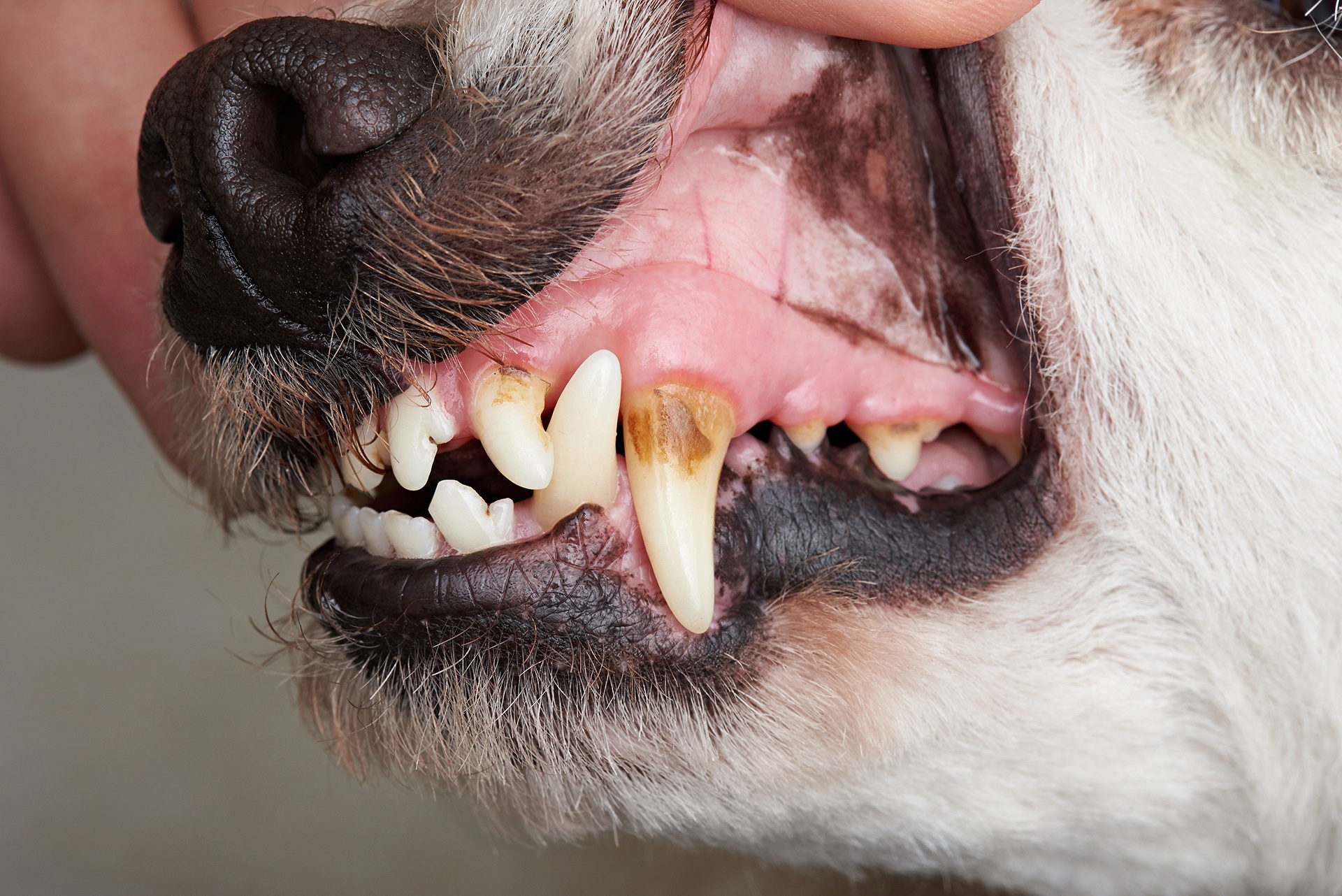 can dogs have cavities