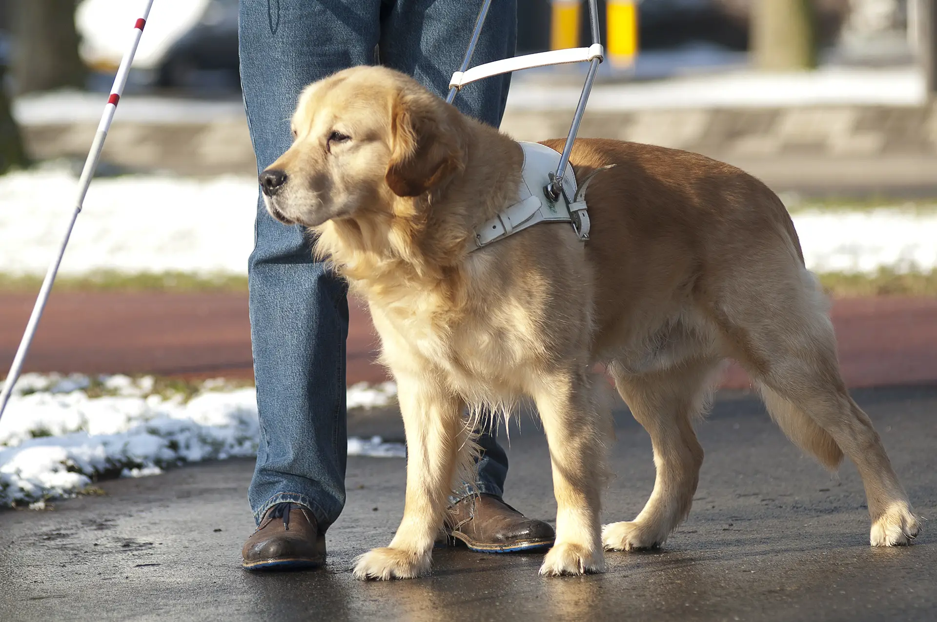 How To Register A Service Dog