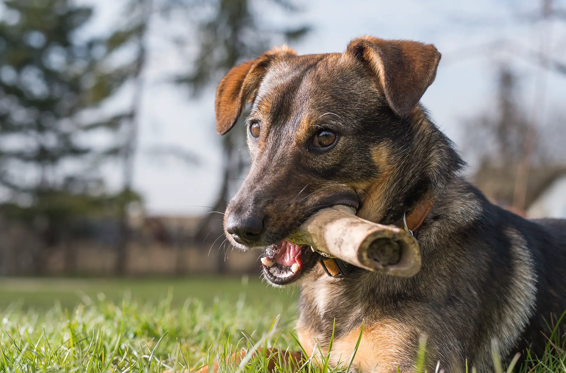 is bone broth good for dogs