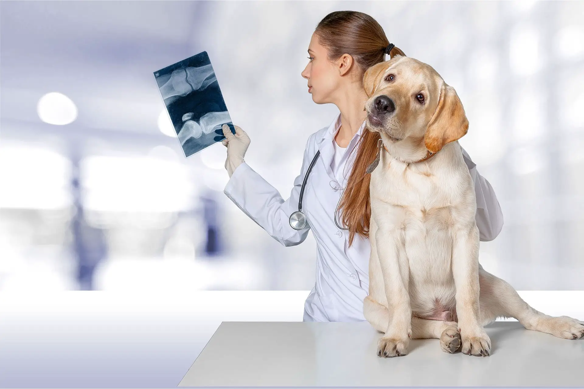 How Much Is An X Ray For A Dog