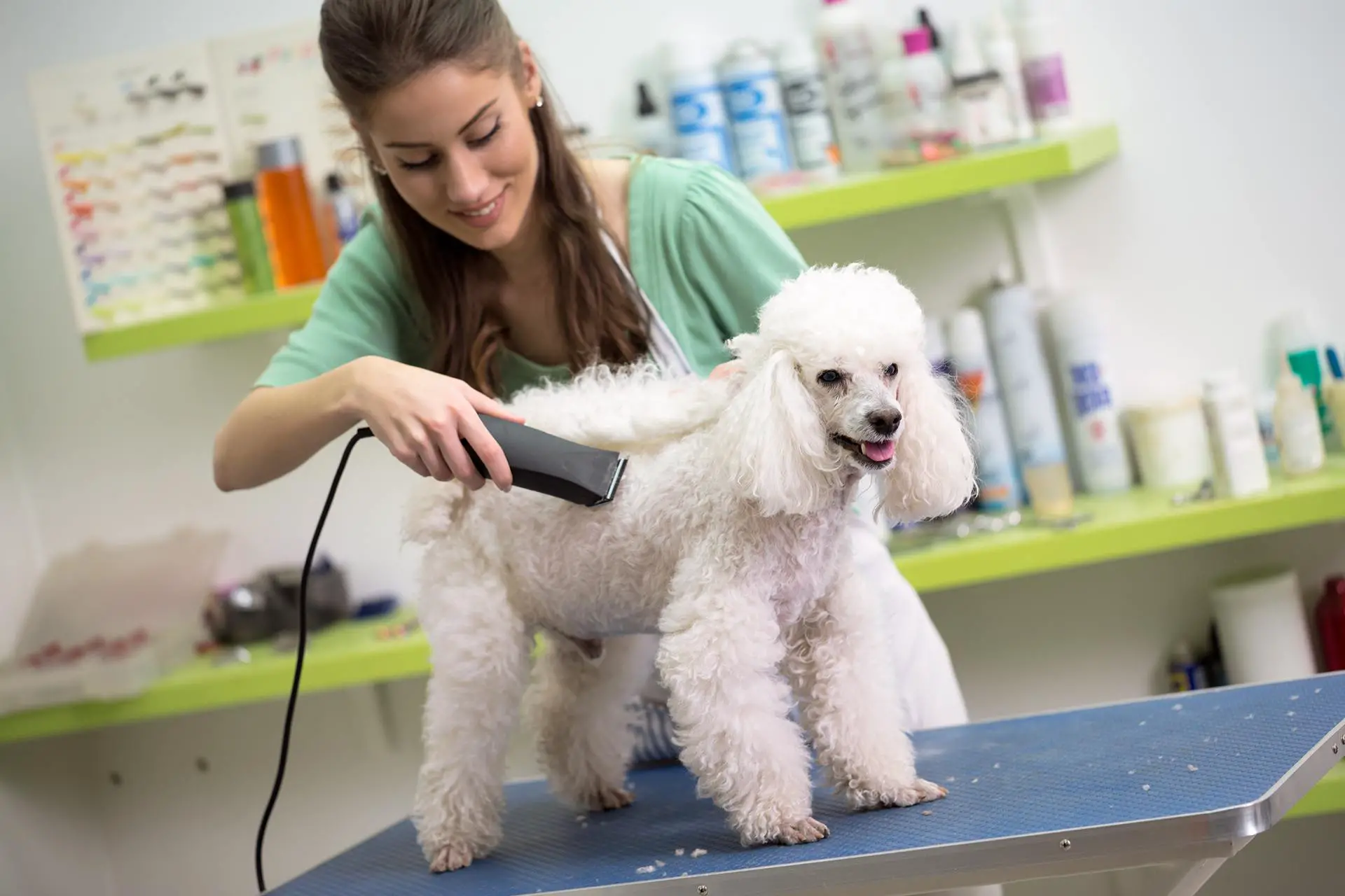How much to tip dog groomer