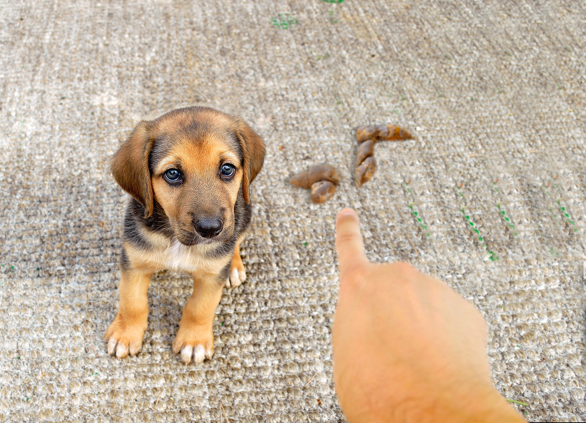 why-is-my-dog-pooping-in-the-house