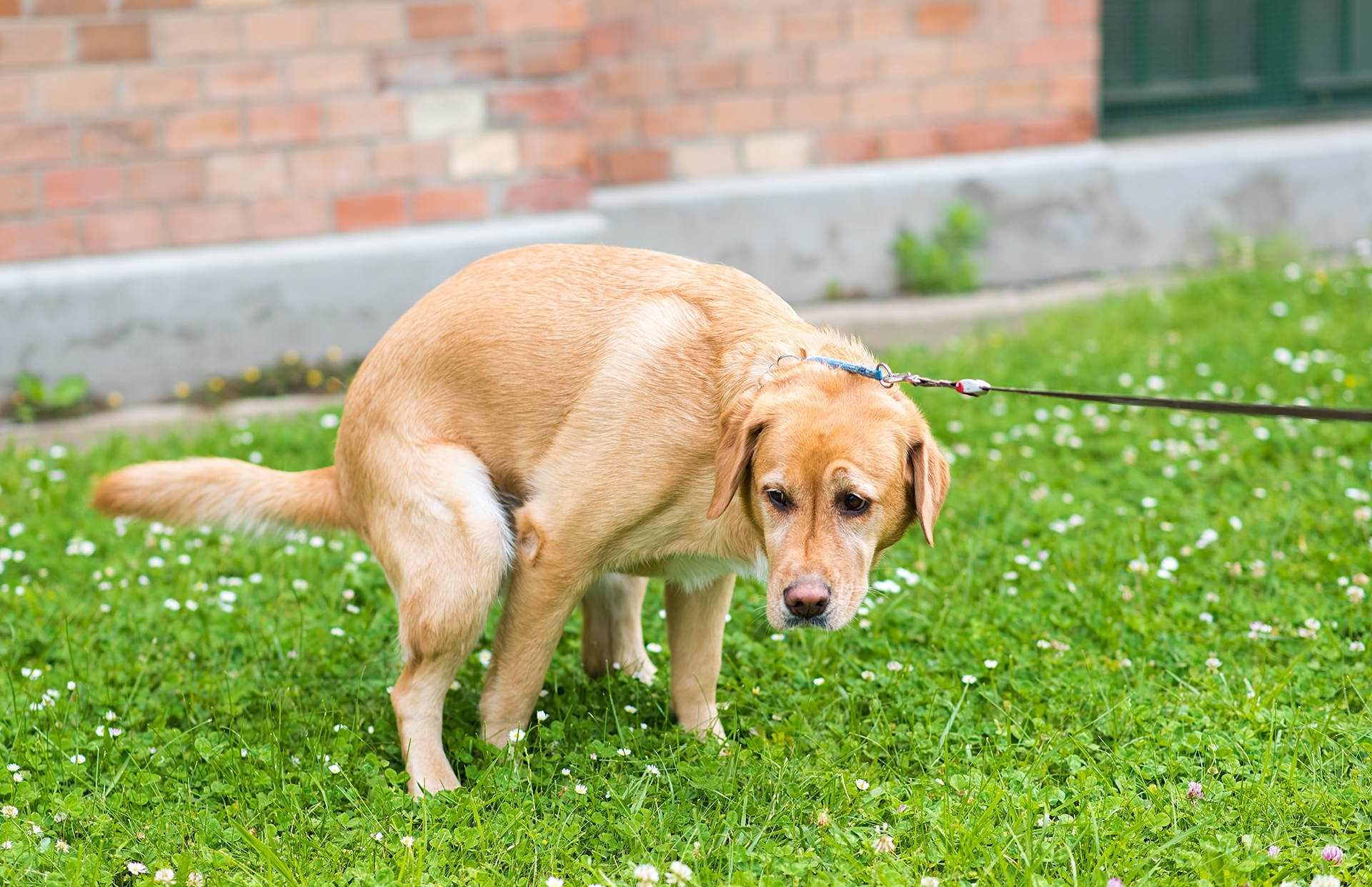 the-secret-to-training-your-hyper-puppy-to-calm-down-and-do-whatever