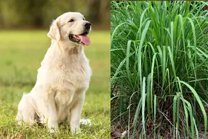 Is Citronella Safe For Dogs?