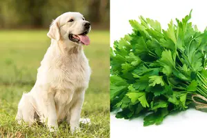 Can Dogs Eat Parsley