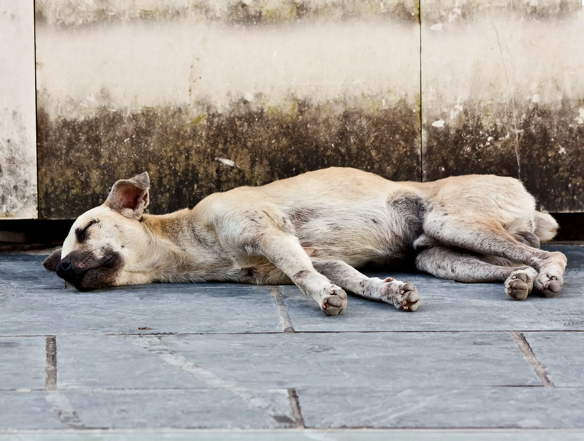 What Is A Feral Dog?