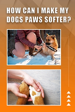 Most Asked Questions About How To Soften Dogs Paws