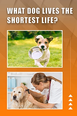 Top 10 Questions About Common Dog Health Problems