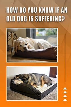 Most Asked Questions About Signs Of Old Age In Dogs